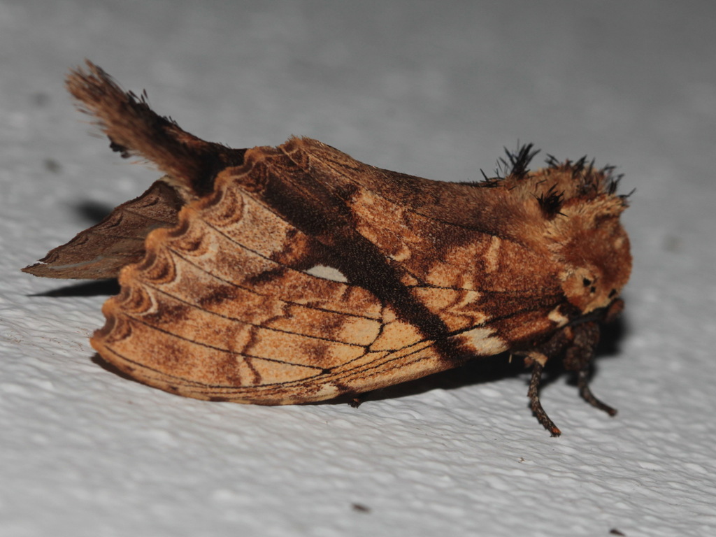 Dudusa synopia