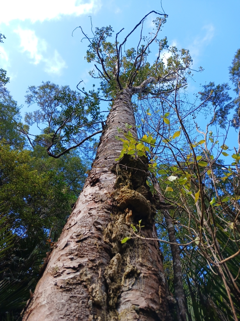 Muerte regresiva del kauri en una planta