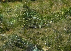 Chironemus marmoratus