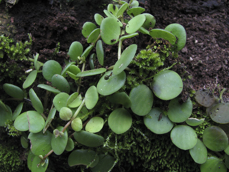 Peperomia pecuniifolia — a medium houseplant, prefers partial sun light