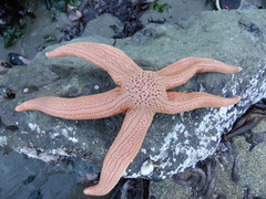 Stichaster striatus