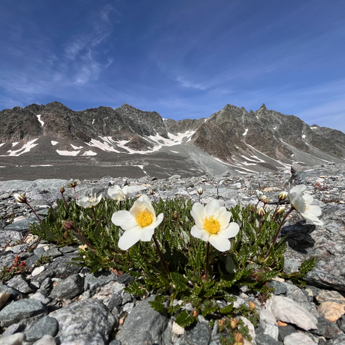 eightpetal mountain-avens
