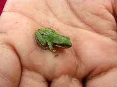 Hyla eximia