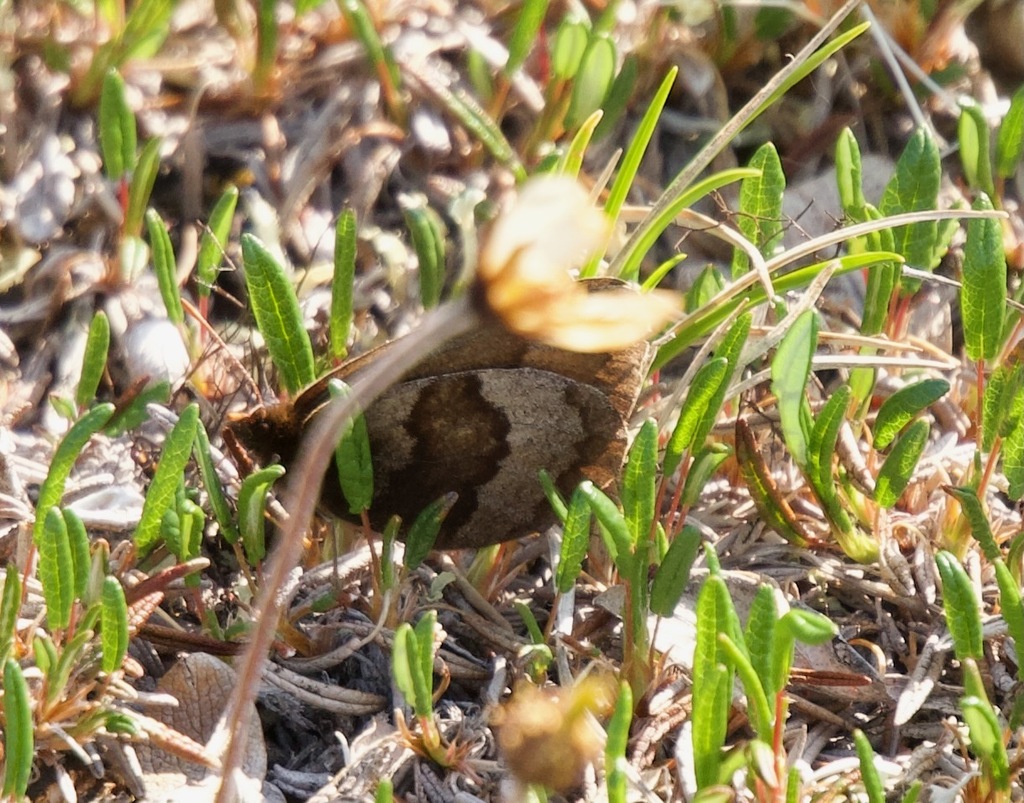 Banded Alpine