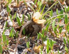 Banded Alpine