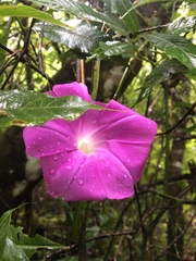 Ipomoea silvicola