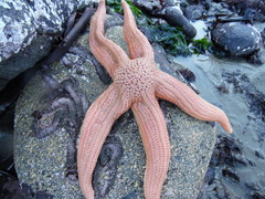 Stichaster striatus
