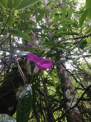 Ipomoea silvicola