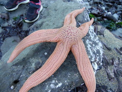 Stichaster striatus