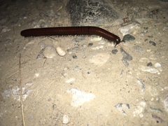 Pachyiulus hungaricus