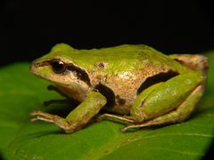 Pristimantis pycnodermis