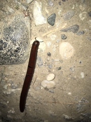 Pachyiulus hungaricus