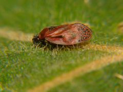 Mahanarva phantastica