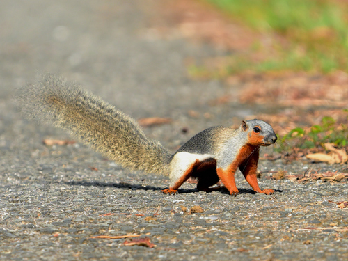 Prevost's Squirrel, Bintulu, Sarawak, Malaysia, photo 8 of 10