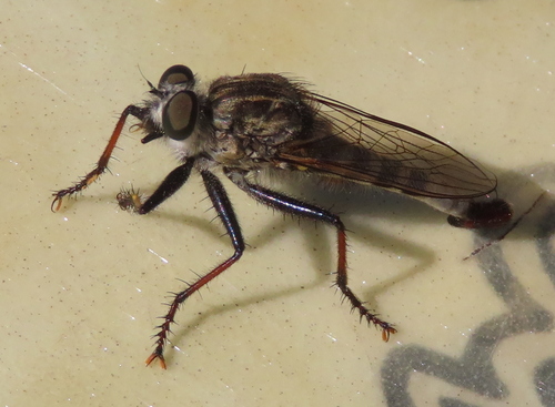 Unknown species found near Bingham County, ID, USA