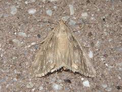 Oncocnemidinae