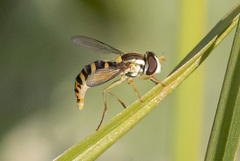 Sphaerophoria scripta