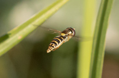 Sphaerophoria scripta