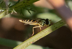 Sphaerophoria scripta