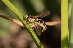 Sphaerophoria scripta