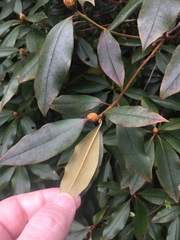 Rhododendron minus