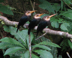 Brachygalba albogularis