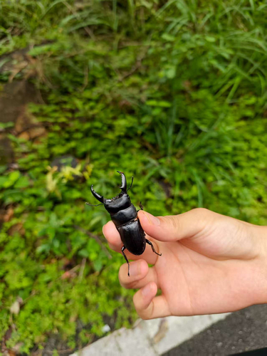 Titan Stag Beetle