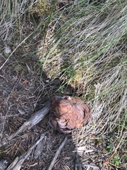 Gyromitra esculenta