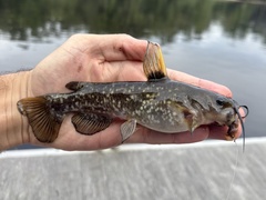 Spotted Bullhead photo 1