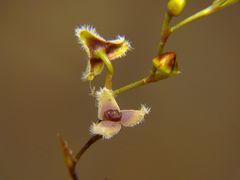 Stelis concinna