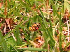 Diabrotica decempunctata