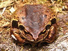 Pristimantis pycnodermis