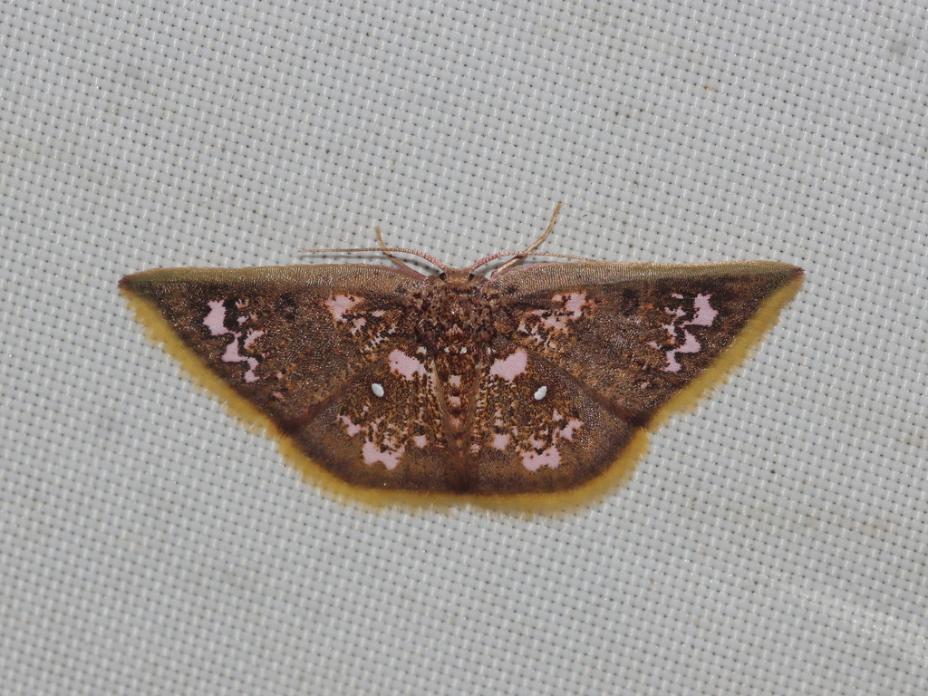 Chrysocraspeda