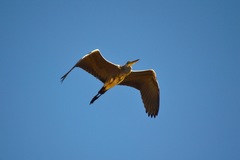 Ardea cinerea