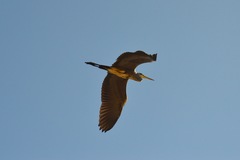 Ardea cinerea