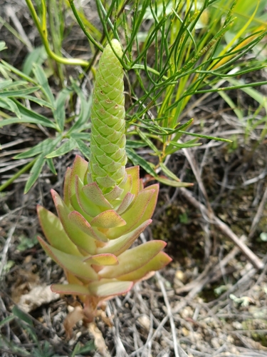 Orostachys malacophylla iNat (3)