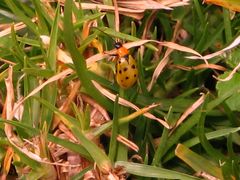 Diabrotica decempunctata