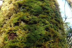 Zygodon viridissimus