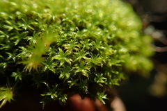 Zygodon viridissimus