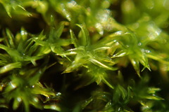 Zygodon viridissimus