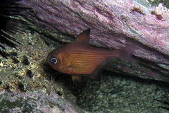 Pempheris multiradiata