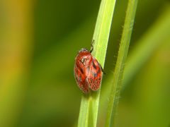 Mahanarva phantastica