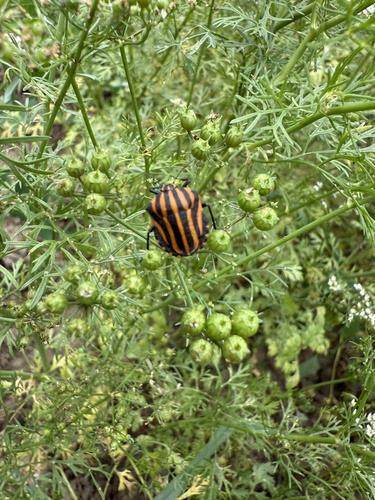 Graphosoma rubrolineatum