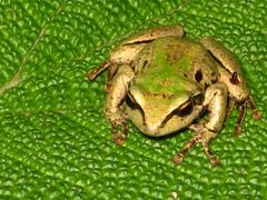 Pristimantis pycnodermis