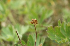 Anemonastrum crinitum