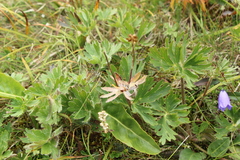 Anemonastrum crinitum