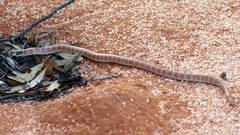 Brachyurophis australis