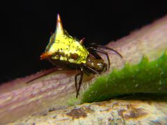 Micrathena rubicundula