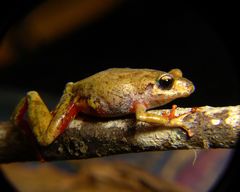 Pristimantis tungurahua
