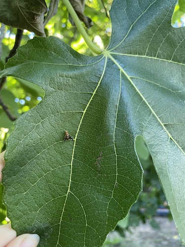 Walnut Husk Fly photo 3